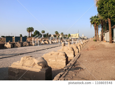 Famous landmark Avenue of Sphinxes in Luxor, Egypt, North Africa. Sphinx Avenue at entrance to the Temple of Luxor in the light of sunset Famous landmark Avenue of Sphinxes in Luxor, Egypt, North Africa. Sphinx Avenue at entrance to the Temple of Luxor in the light of sunset 110803548