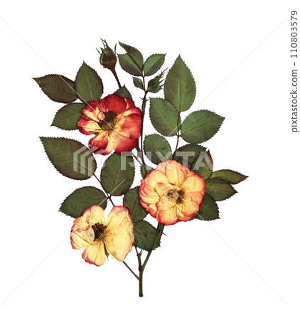 Dried rose flowers and twigs with leaves. Dry pressed leaf and flower. Can be used for retro, vintage and nostalgic scrapbooking design. Isolated on white background Dried rose flowers and twigs with leaves. Dry pressed leaf and flower. Can be used for retro, vintage and nostalgic scrapbooking design. Isolated on white background 110803579