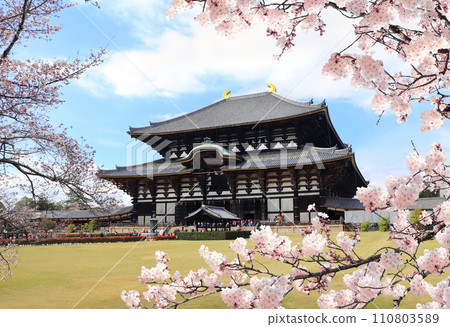 Todaiji Temple and blooming sakura branches. Great Eastern Temple, one of Seven Great Temple. Spring time in Japan. Sakura blossom season. Cherry blossoming season in Asia. Japanese hanami festival 110803589