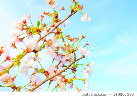 Cherry blossoms in full bloom, cherry blossoms, cherry blossoms, cherry blossoms, Somei Yoshino 110803590