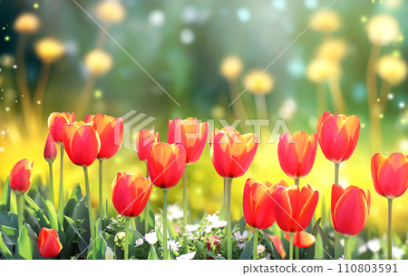 Horizontal banner with blossoming tulips flower on sunny nature spring background. Summer scene with tulip flower in rays of sunlight. Close-up or macro. A picturesque colorful photo with a soft focus 110803591
