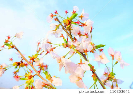 Cherry blossoms in full bloom, cherry blossoms, cherry blossoms, cherry blossoms, Somei Yoshino Cherry blossoms in full bloom, cherry blossoms, cherry blossoms, cherry blossoms, Somei Yoshino 110803641
