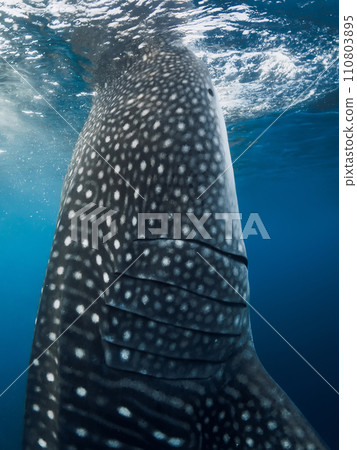 Whale shark in ocean eating plankton. Close up view of Giant Whale shark underwater 110803895