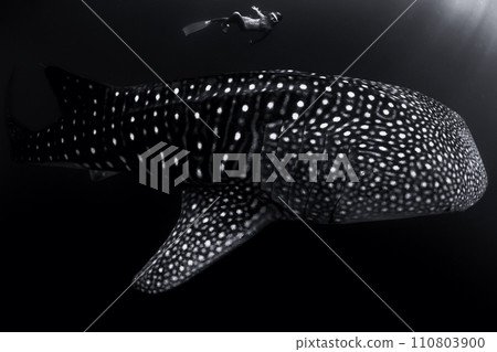 Underwater view of woman swimming with giant whale shark in sea Underwater view of woman swimming with giant whale shark in sea 110803900