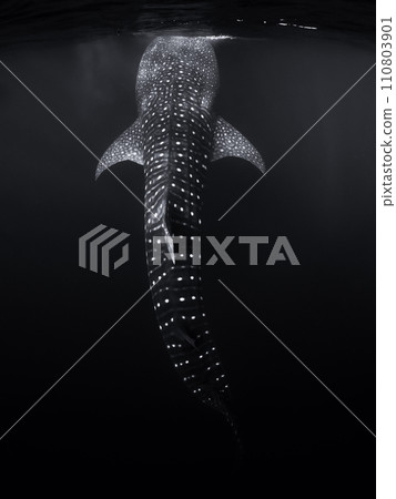 Whale shark in ocean. Giant fish swimming in open tropical sea. 110803901