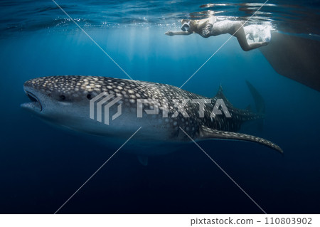 Slim woman with fins and whale shark in ocean. Shark underwater and woman freediver 110803902