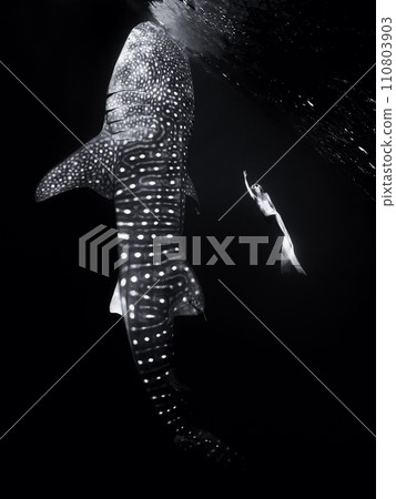 Underwater view of giant whale shark and woman freediver 110803903