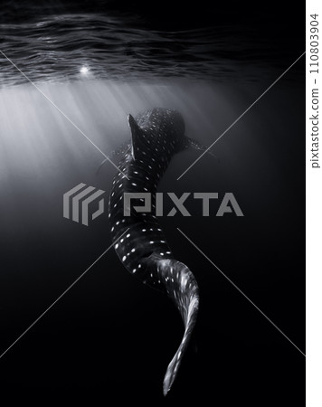 Whale shark in ocean. Giant fish swimming in tropical sea. 110803904