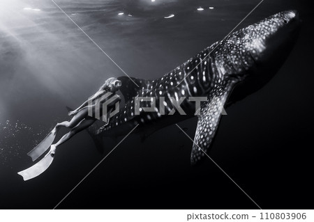 Underwater view of woman snorkeler swims with whale shark 110803906