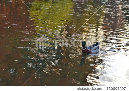 A duck swimming in a pond reflecting autumn leaves, Tokyo 110803907