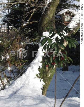 A large tree and ten thousand ryo cars in the snow A large tree and ten thousand ryo cars in the snow 110803927