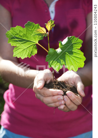 Tree in hands 110804243
