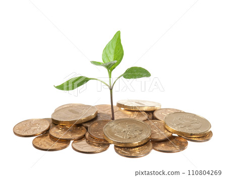 Money seedling Money seedling 110804269