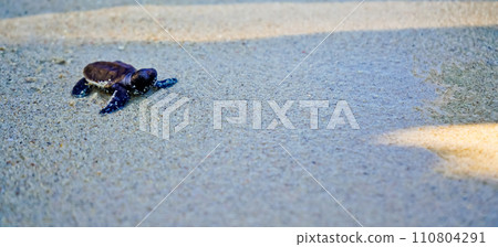 releasing baby turtles into the vast ocean 110804291