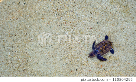 releasing baby turtles into the vast ocean releasing baby turtles into the vast ocean 110804295