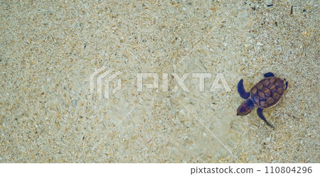 releasing baby turtles into the vast ocean 110804296