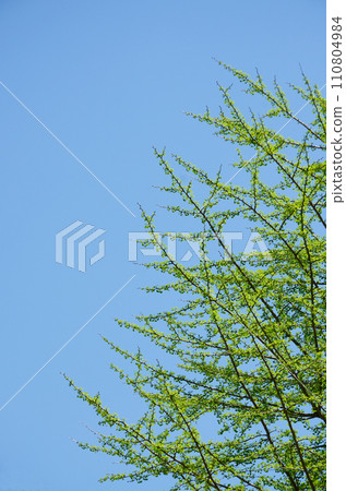 Fresh green ginkgo trees that shine against the blue sky 110804984