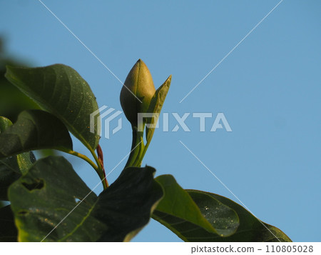Bud of deciduous tree Ukesaki Oyamarenge Bud of deciduous tree Ukesaki Oyamarenge 110805028