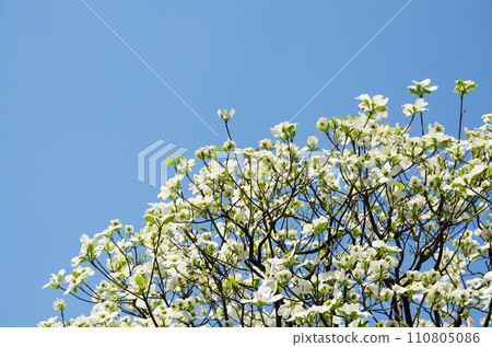 White dogwoods shining against the blue sky 110805086