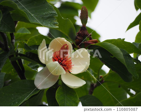 落葉樹 Ukesaki Oyamarenge 的花 落葉樹 Ukesaki Oyamarenge 的花 110805087
