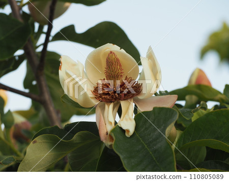 落葉樹 Ukesaki Oyamarenge 的花 落葉樹 Ukesaki Oyamarenge 的花 110805089