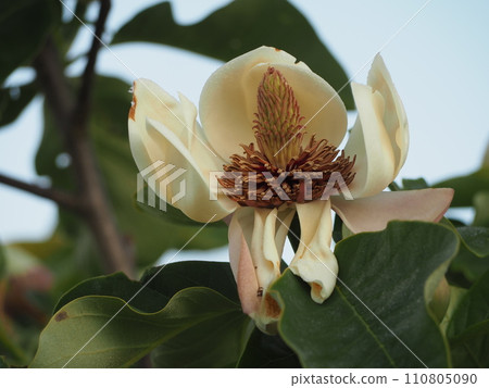 落葉樹 Ukesaki Oyamarenge 的花 落葉樹 Ukesaki Oyamarenge 的花 110805090