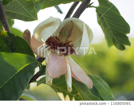 落葉樹 Ukesaki Oyamarenge 的花 落葉樹 Ukesaki Oyamarenge 的花 110805091