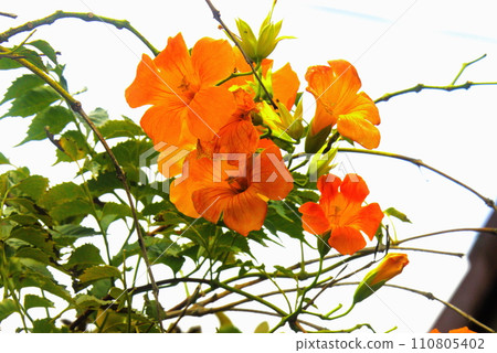 Nozen Kazura 110805402