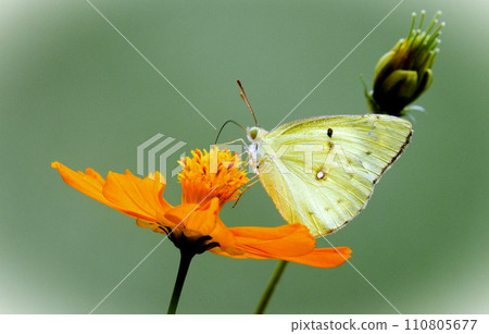 Butterflies and flowers 110805677