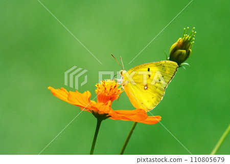 Butterflies and flowers Butterflies and flowers 110805679