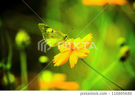 Butterflies and flowers 110805680