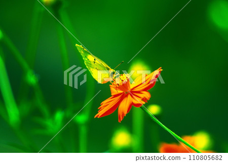 Butterflies and flowers Butterflies and flowers 110805682