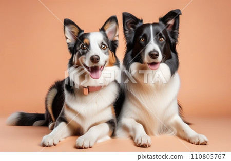 border collie dog with happy expression dog together on peach color background.pets day 110805767
