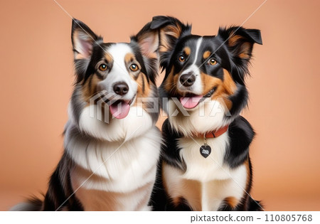 border collie dog with happy expression dog together on peach color background.pets day 110805768