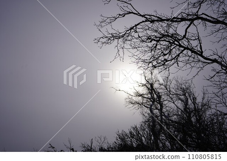 仲冬的陽光有些陰沉 110805815