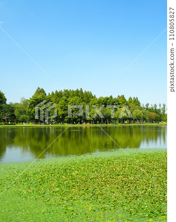 透過水草漂浮的池塘看到水元公園的秋景 透過水草漂浮的池塘看到水元公園的秋景 110805827