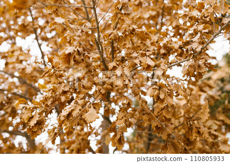 Golden dry oak leaves on a tree Golden dry oak leaves on a tree 110805933
