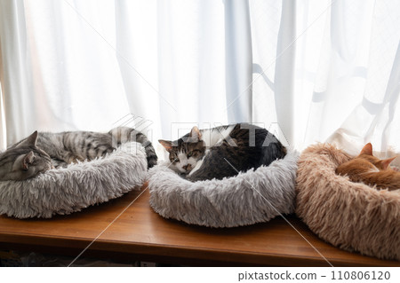 Three cats relaxing by the window 110806120