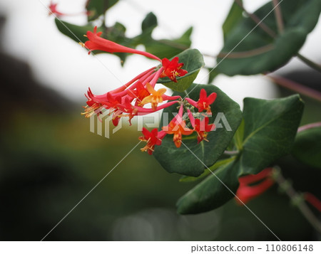 Vine plant Tsukinukinindo flower Vine plant Tsukinukinindo flower 110806148