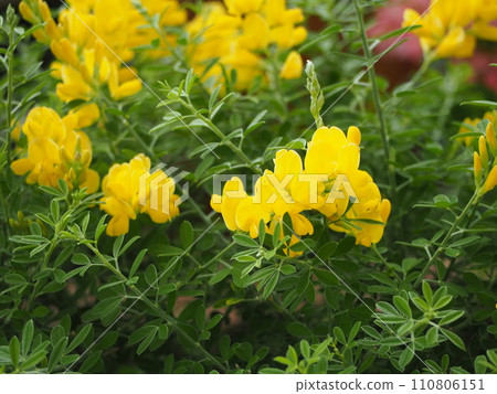 Yellow flower Genisteae Yellow flower Genisteae 110806151
