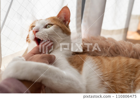 Cat biting hand Brown tiger white Cat biting hand Brown tiger white 110806475
