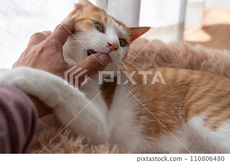 Cat biting hand Brown tiger white Cat biting hand Brown tiger white 110806480