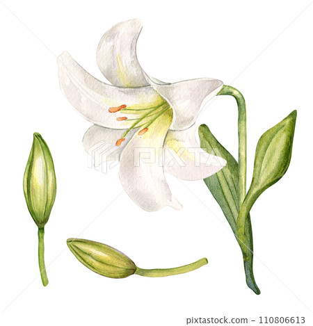 Watercolor white lily and buds isolated on white background. White flower and stem botanical Illustration hand drawn. Set with lily and leaves. Element for invitation, package, Easter decorations Watercolor white lily and buds isolated on white background. White flower and stem botanical Illustration hand drawn. Set with lily and leaves. Element for invitation, package, Easter decorations 110806613