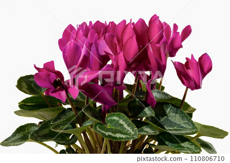 Cyclamen red flowers isolated on a white background Cyclamen red flowers isolated on a white background 110806710