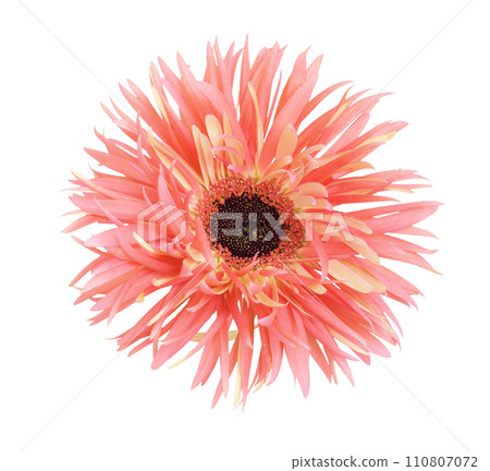 Coral and yellow flower of gerbera pink springs isolated on white. Coral and yellow flower of gerbera pink springs isolated on white. 110807072