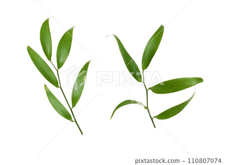Set of twigs of italian ruscus (DANAE RACEMOSA) with green leaves isolated Set of twigs of italian ruscus (DANAE RACEMOSA) with green leaves isolated 110807074