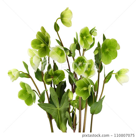 Green hellebore flowers, buds and leaves isolated on white background 110807075