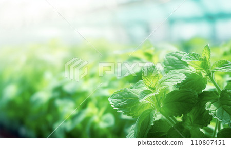 AI-generated content. Close up of mint leaves, blurred greenhouse background with copy space, AI generated 110807451