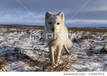 Arctic fox in winter time in Siberian tundra Arctic fox in winter time in Siberian tundra 110807638