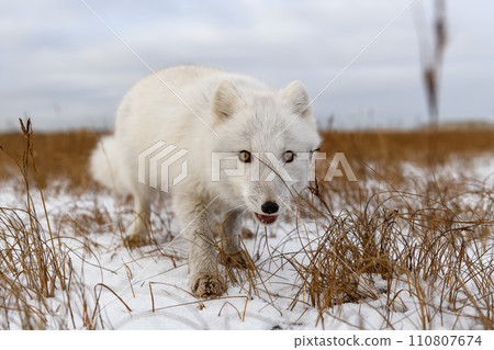 Arctic fox in winter time in Siberian tundra 110807674